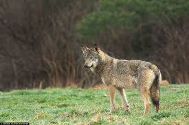 Wilk należący do zagrożonego gatunku przeszedł ponad 14 tys. km w ...