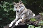 Znalezione obrazy dla zapytania zwierzęta leśne wilk